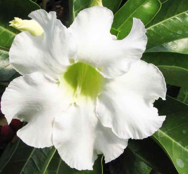 Detail Gambar Bunga Adenium Warna Putih Nomer 23