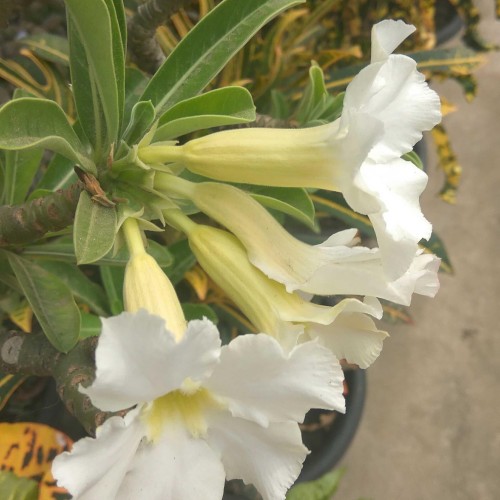 Detail Gambar Bunga Adenium Warna Putih Nomer 4