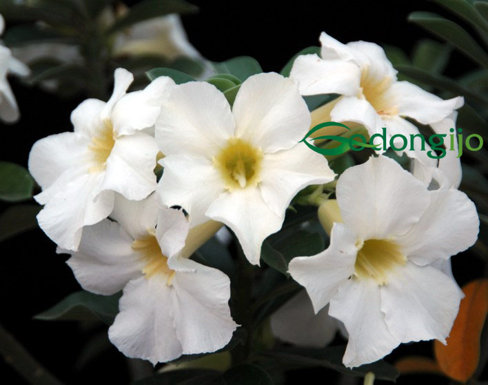 Detail Gambar Bunga Adenium Warna Putih Nomer 29