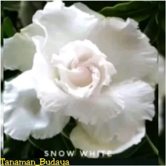 Detail Gambar Bunga Adenium Warna Putih Nomer 32