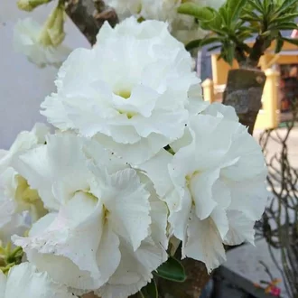 Detail Gambar Bunga Adenium Warna Putih Nomer 33