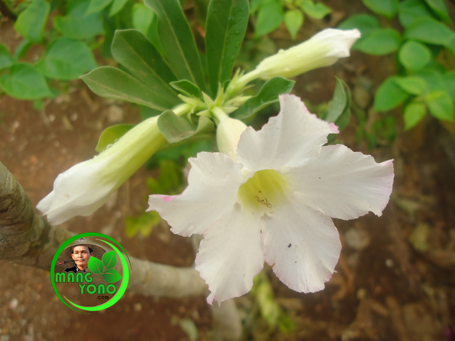 Detail Gambar Bunga Adenium Warna Putih Nomer 5