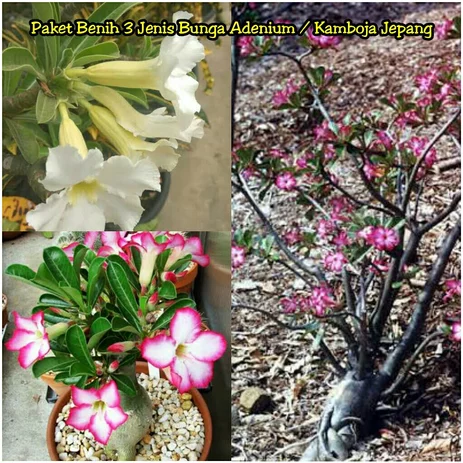 Detail Gambar Bunga Adenium Warna Putih Nomer 39