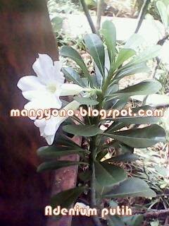 Detail Gambar Bunga Adenium Warna Putih Nomer 41