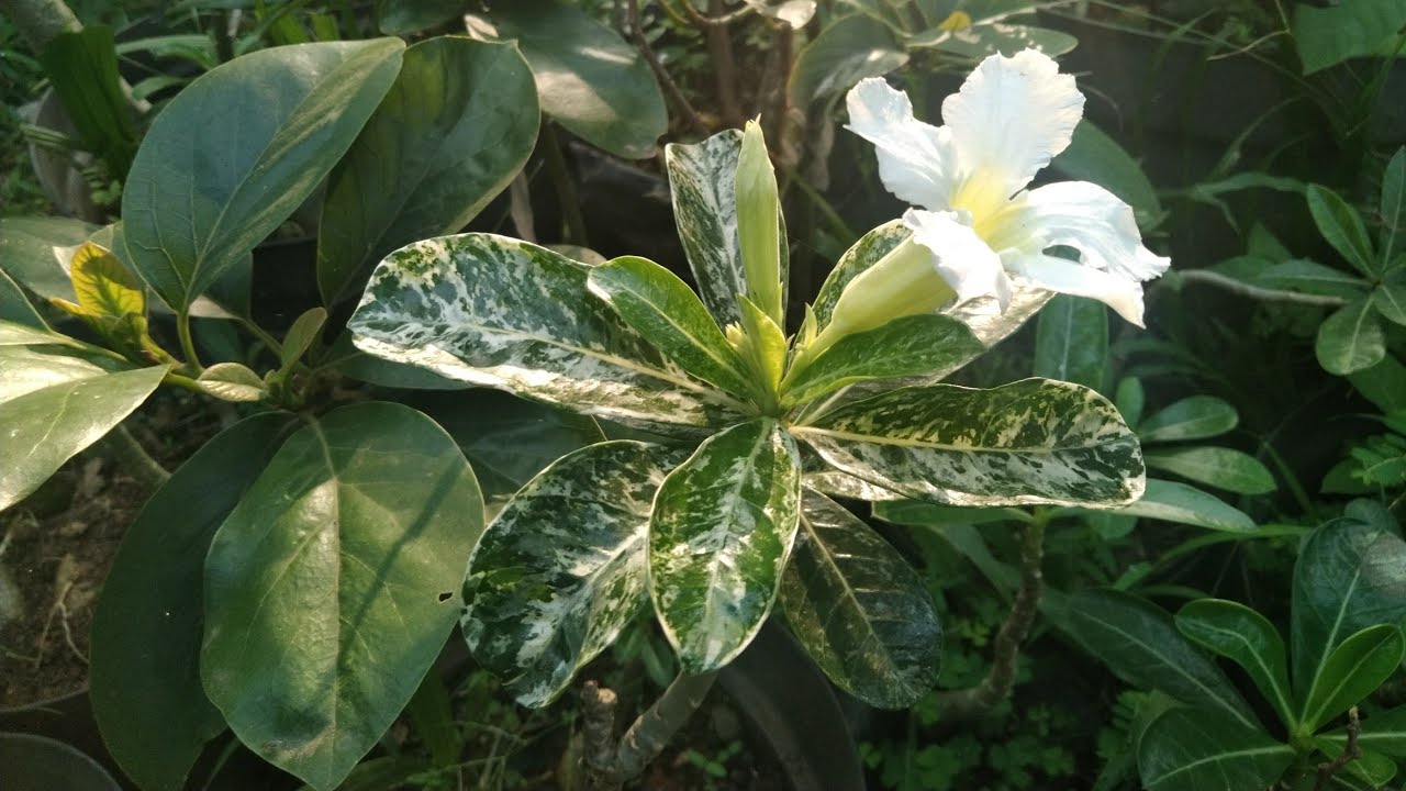 Detail Gambar Bunga Adenium Warna Putih Nomer 42