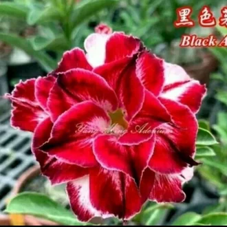 Detail Gambar Bunga Adenium Warna Putih Nomer 51