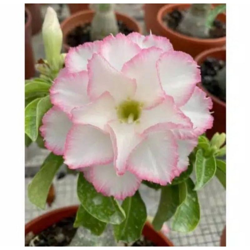 Detail Gambar Bunga Adenium Warna Putih Nomer 53