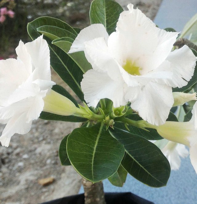 Detail Gambar Bunga Adenium Warna Putih Nomer 7