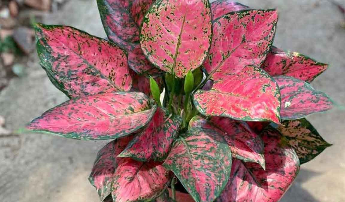 Gambar Bunga Aglaonema - KibrisPDR