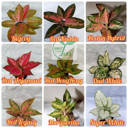 Detail Gambar Bunga Aglaonema Nomer 11