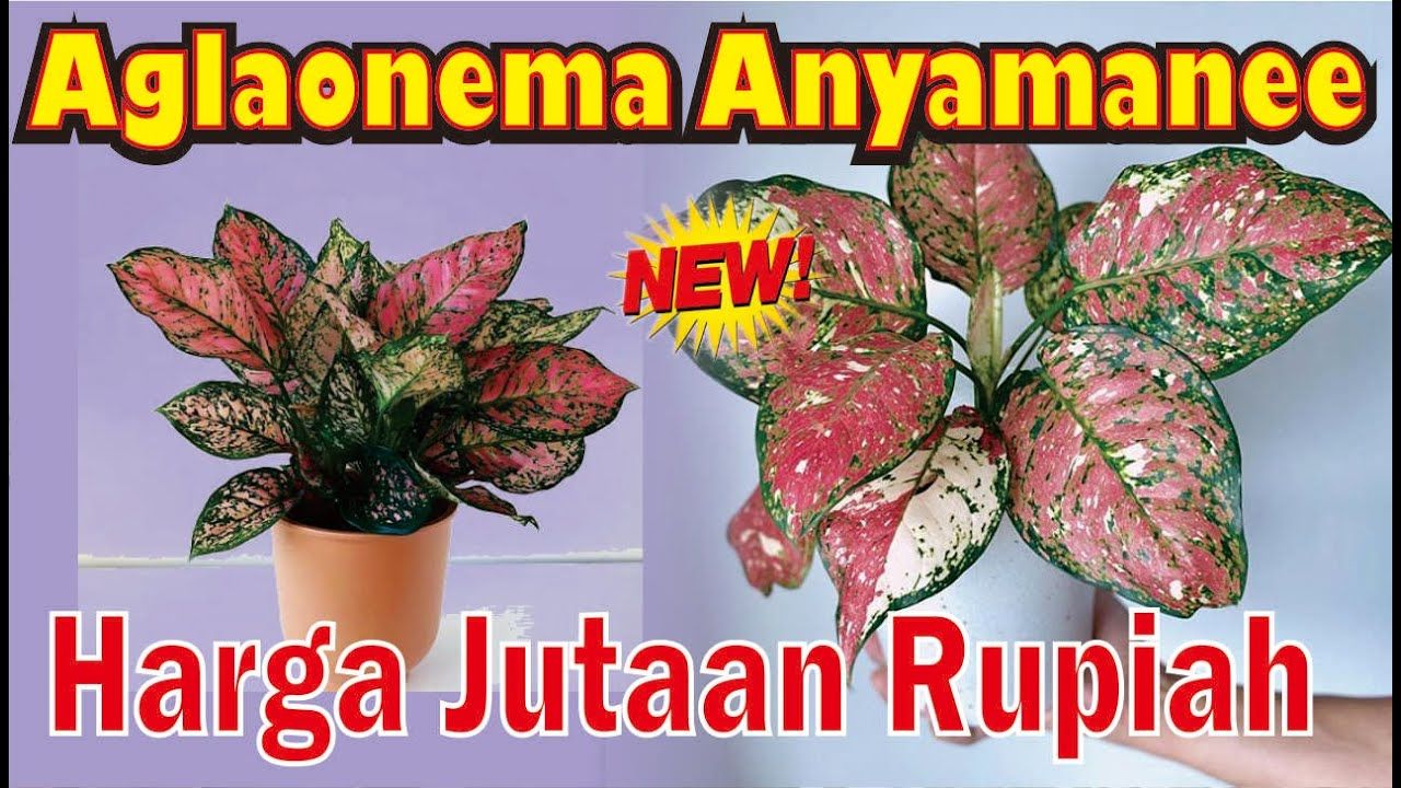 Detail Gambar Bunga Aglaonema Nomer 22