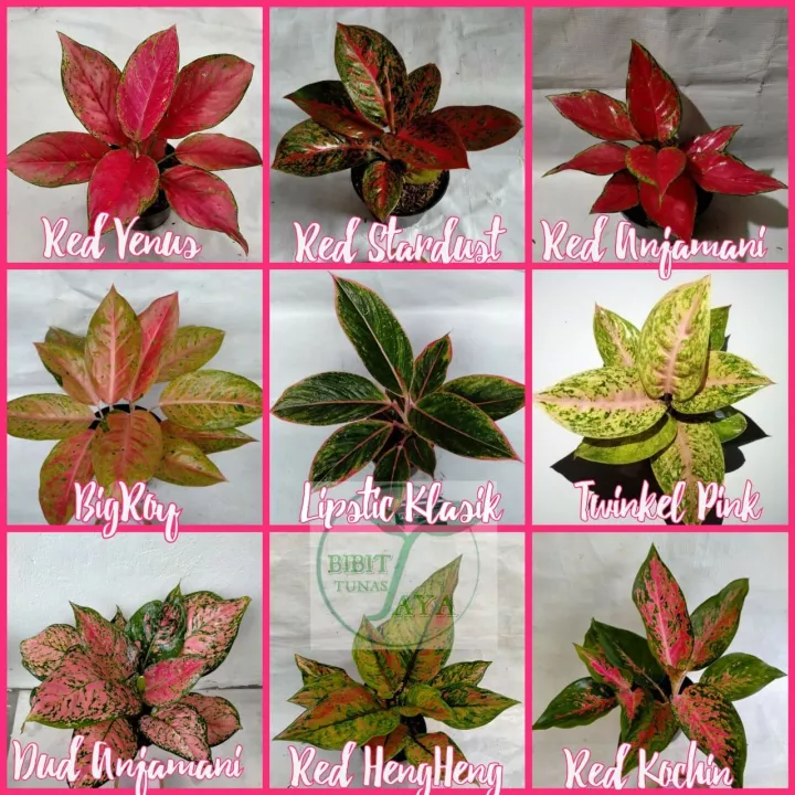 Detail Gambar Bunga Aglaonema Nomer 33