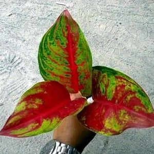 Detail Gambar Bunga Aglaonema Nomer 38