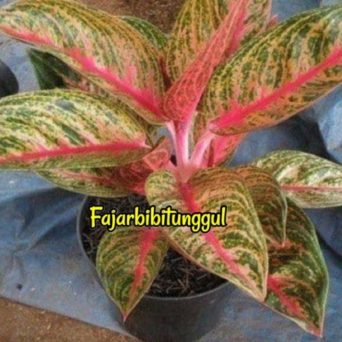 Detail Gambar Bunga Aglaonema Nomer 41