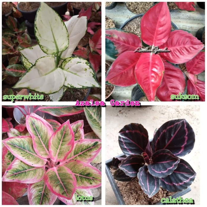 Detail Gambar Bunga Aglaonema Nomer 49