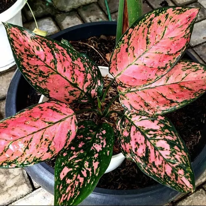 Detail Gambar Bunga Aglaonema Nomer 52