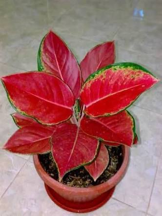 Detail Gambar Bunga Aglaonema Nomer 53