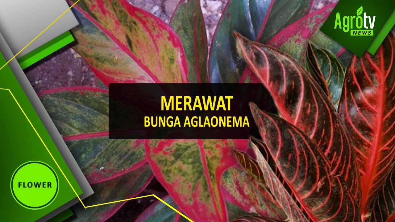 Detail Gambar Bunga Aglaonema Nomer 57