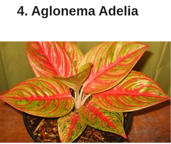 Detail Gambar Bunga Aglaonema Dan Namanya Nomer 26