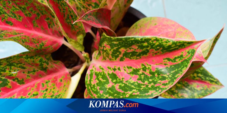 Detail Gambar Bunga Aglaonema Dan Namanya Nomer 33