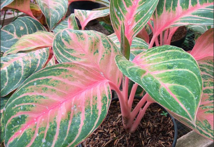 Detail Gambar Bunga Aglaonema Dan Namanya Nomer 35