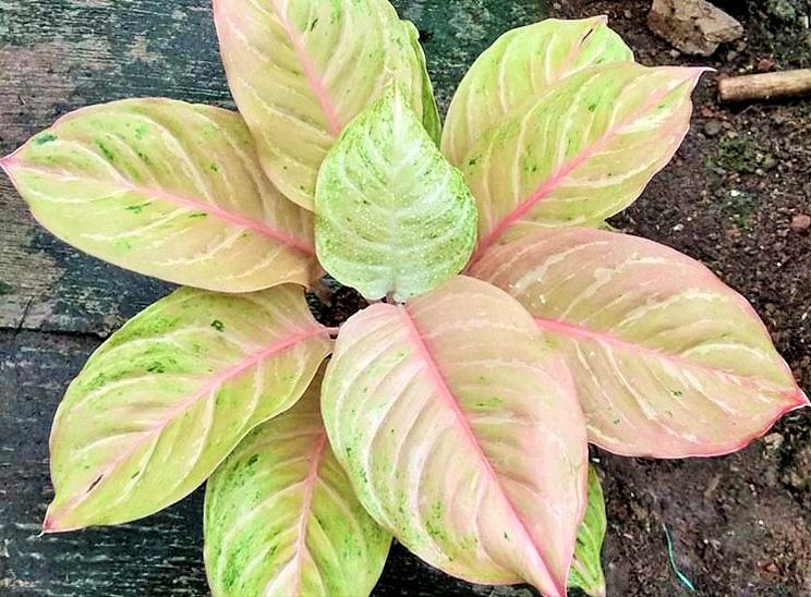 Detail Gambar Bunga Aglaonema Harlequin Nomer 11