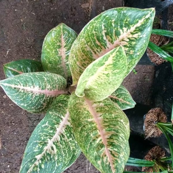 Detail Gambar Bunga Aglaonema Harlequin Nomer 22