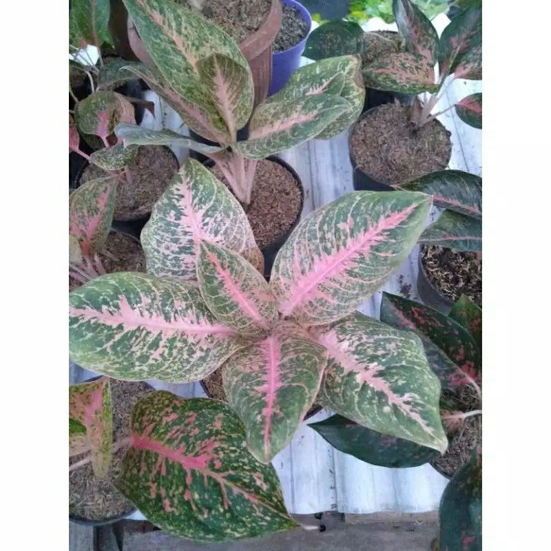 Detail Gambar Bunga Aglaonema Harlequin Nomer 28