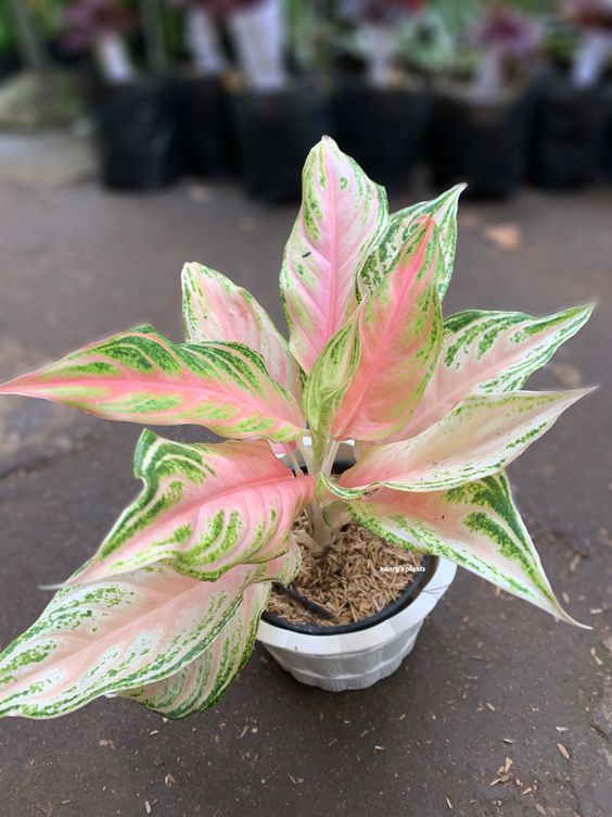 Detail Gambar Bunga Aglaonema Harlequin Nomer 32