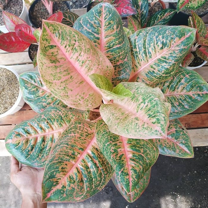 Detail Gambar Bunga Aglaonema Harlequin Nomer 5