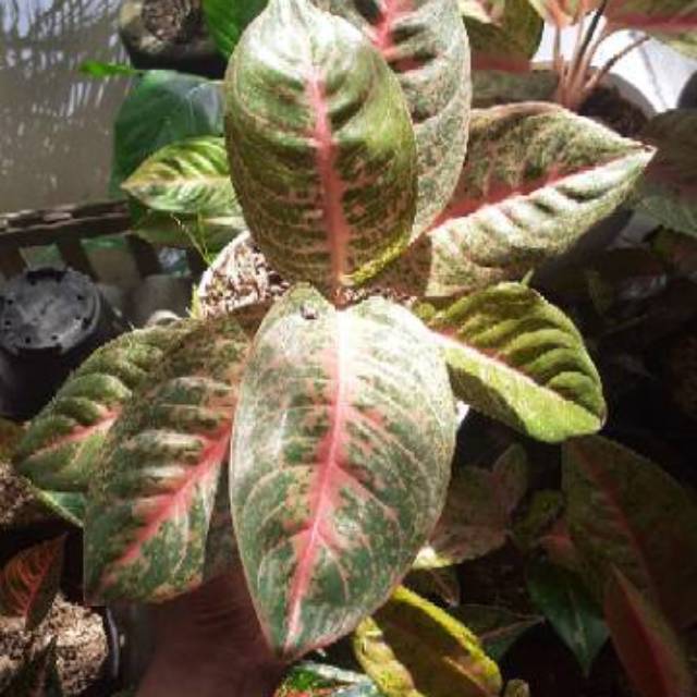 Detail Gambar Bunga Aglaonema Harlequin Nomer 43