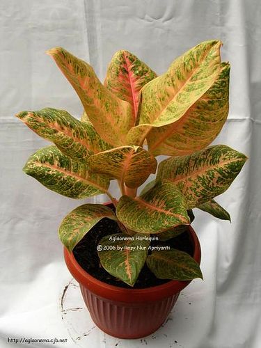 Detail Gambar Bunga Aglaonema Harlequin Nomer 6