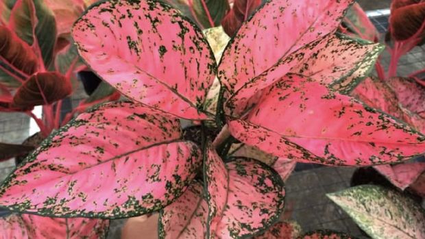 Detail Gambar Bunga Aglaonema Harlequin Nomer 51