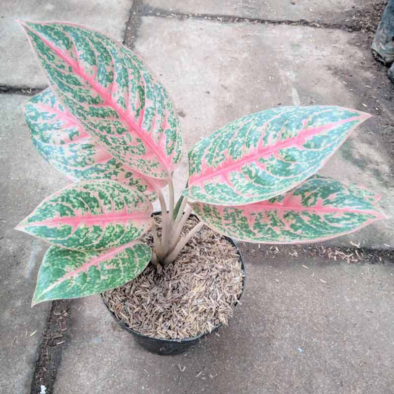 Detail Gambar Bunga Aglaonema Harlequin Nomer 8