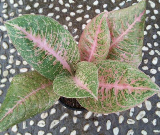 Detail Gambar Bunga Aglaonema Harlequin Nomer 10