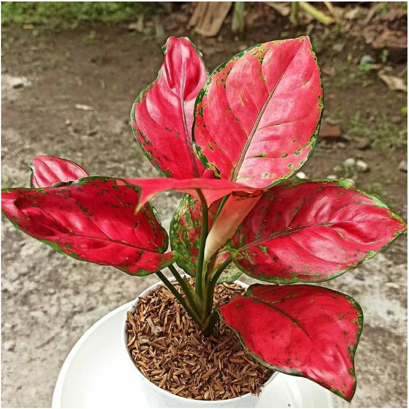 Detail Gambar Bunga Aglaonema Merah Nomer 14