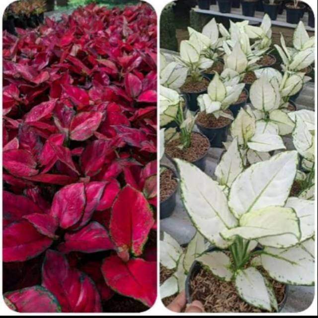 Detail Gambar Bunga Aglaonema Merah Nomer 16