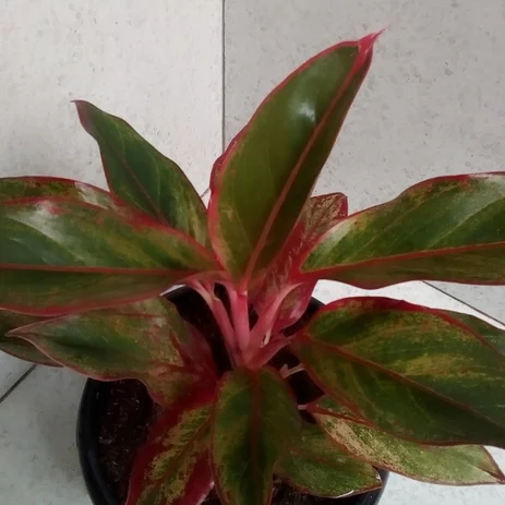 Detail Gambar Bunga Aglaonema Merah Nomer 21