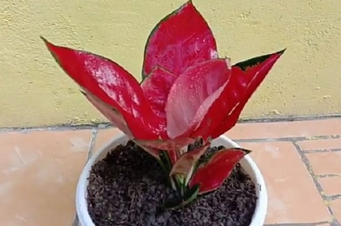 Detail Gambar Bunga Aglaonema Merah Nomer 4
