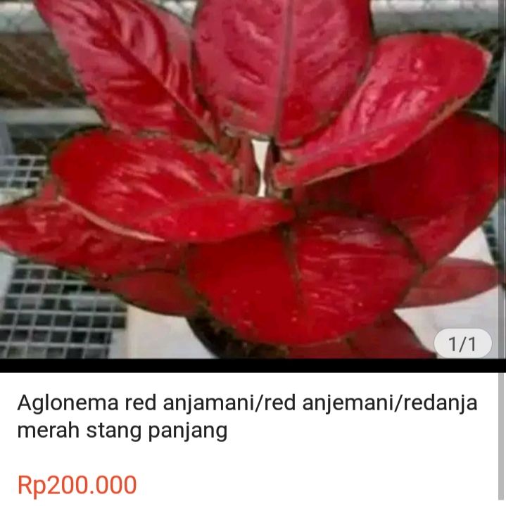 Detail Gambar Bunga Aglaonema Merah Nomer 38