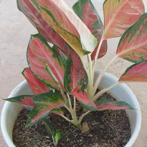 Detail Gambar Bunga Aglaonema Merah Nomer 6