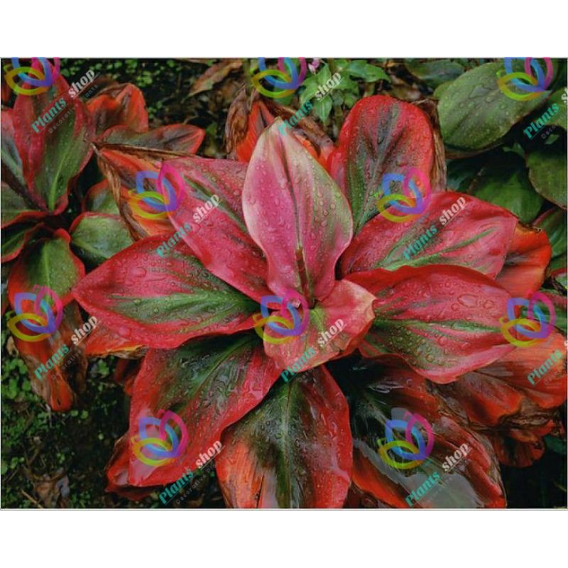 Detail Gambar Bunga Aglaonema Merah Nomer 50