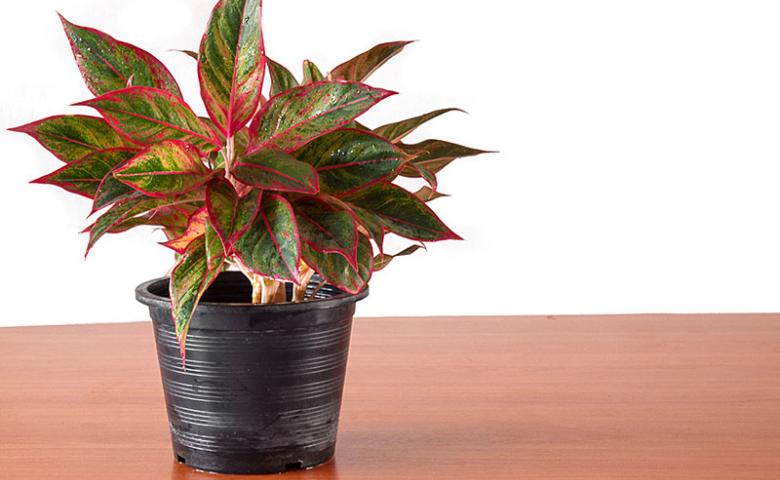 Detail Gambar Bunga Aglaonema Merah Nomer 54