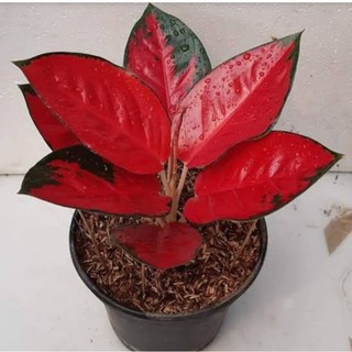 Detail Gambar Bunga Aglaonema Merah Nomer 58