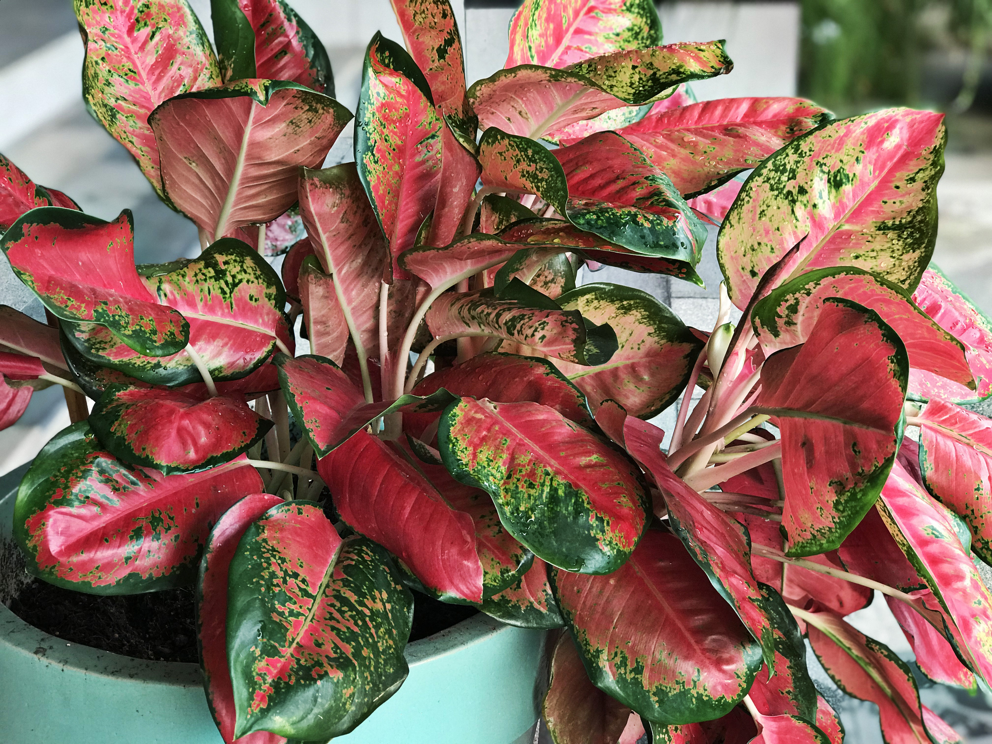 Detail Gambar Bunga Aglaonema Merah Nomer 9