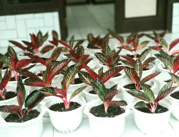 Detail Gambar Bunga Aglaonema Red Sumatra Nomer 11