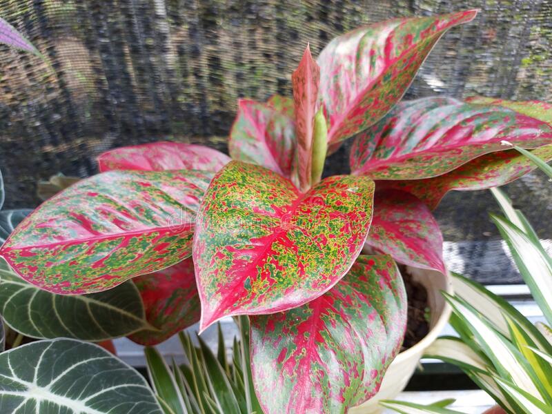 Detail Gambar Bunga Aglaonema Red Sumatra Nomer 14