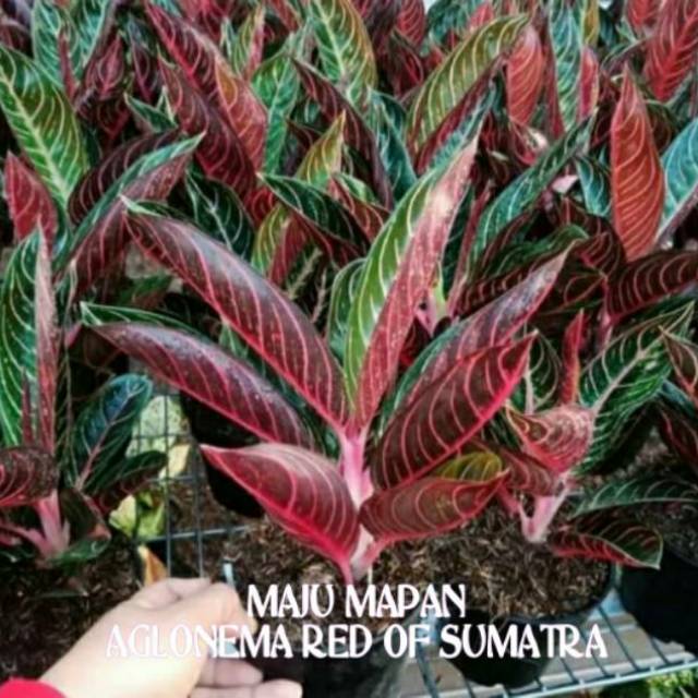 Detail Gambar Bunga Aglaonema Red Sumatra Nomer 18