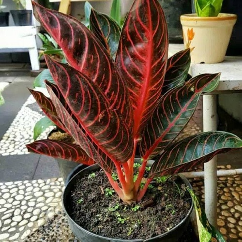 Detail Gambar Bunga Aglaonema Red Sumatra Nomer 19