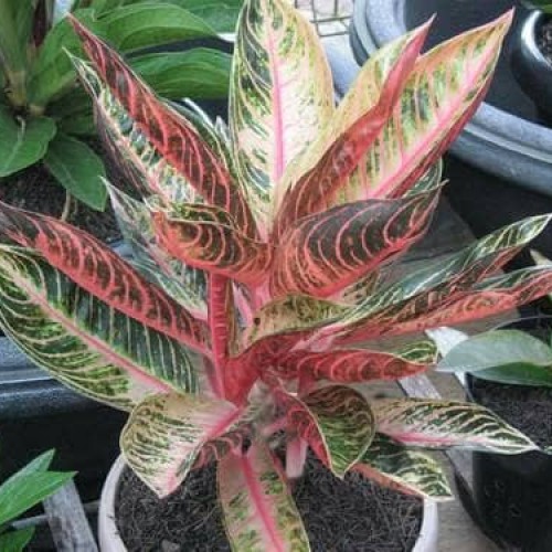 Detail Gambar Bunga Aglaonema Red Sumatra Nomer 34